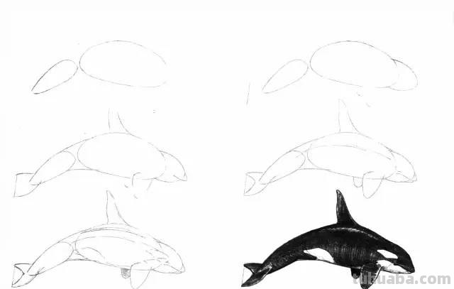 50个海洋生物的简笔画教程，珍藏版！