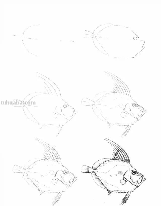 50个海洋生物的简笔画教程，珍藏版！