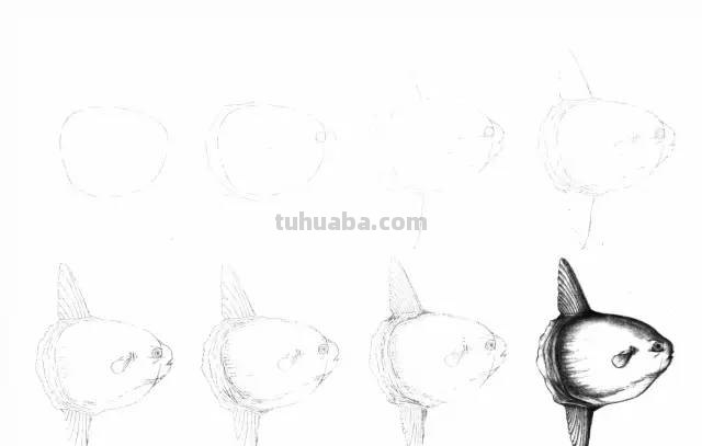 50个海洋生物的简笔画教程，珍藏版！