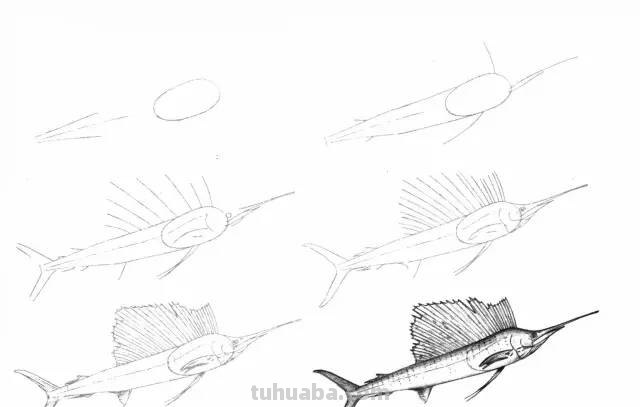 50个海洋生物的简笔画教程，珍藏版！