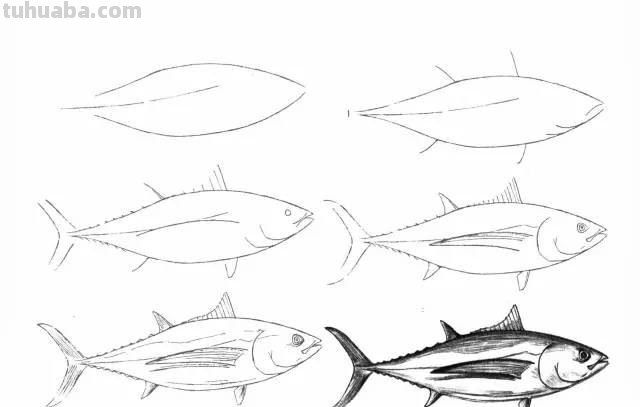 50个海洋生物的简笔画教程，珍藏版！