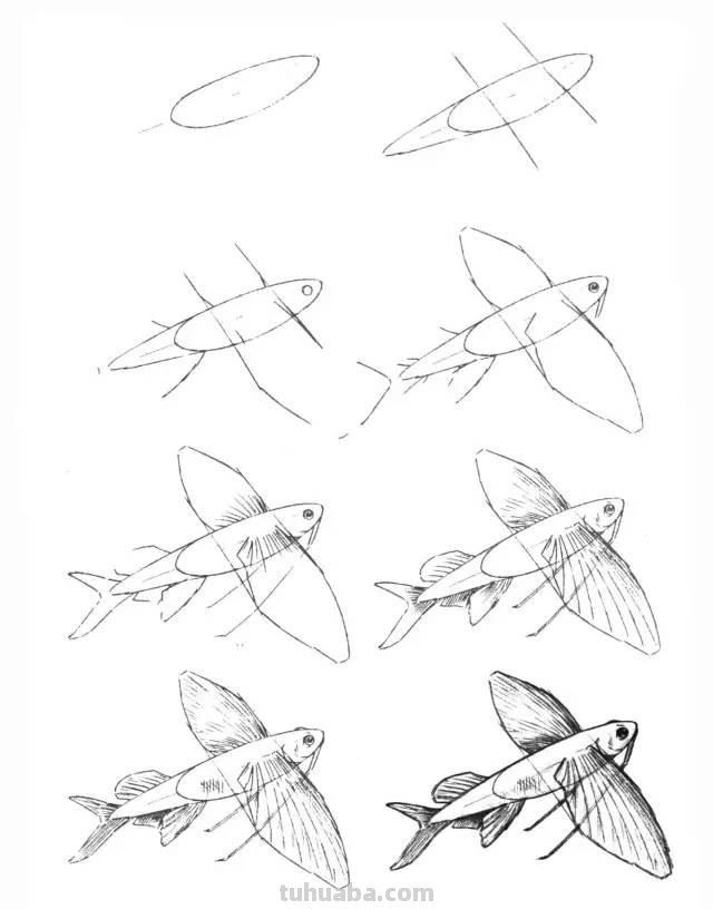 50个海洋生物的简笔画教程，珍藏版！