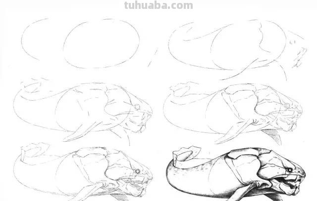 50个海洋生物的简笔画教程，珍藏版！