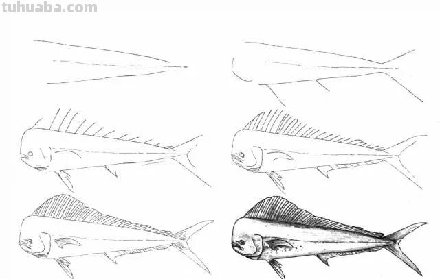 50个海洋生物的简笔画教程，珍藏版！