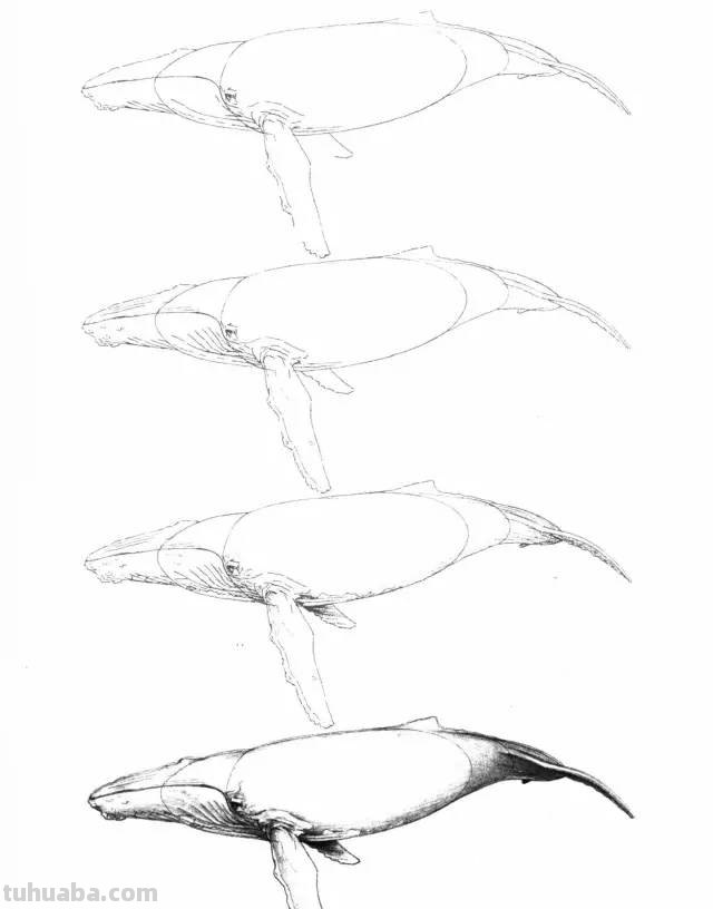 50个海洋生物的简笔画教程，珍藏版！