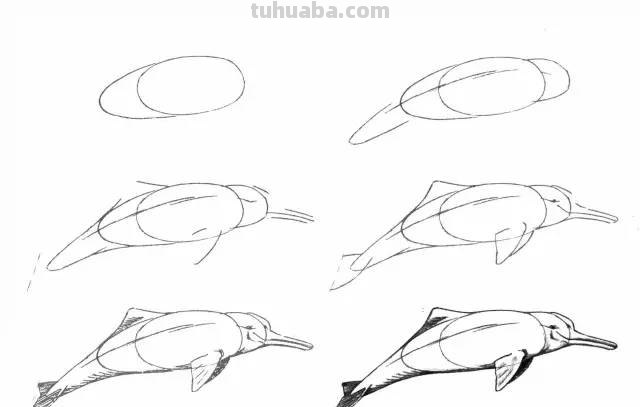 50个海洋生物的简笔画教程，珍藏版！