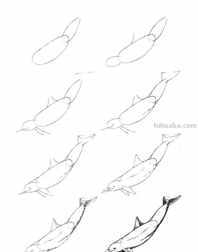 50个海洋生物的简笔画教程，珍藏版！