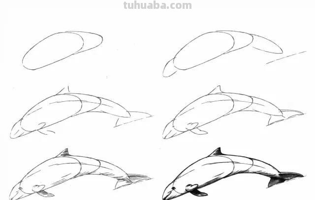 50个海洋生物的简笔画教程，珍藏版！