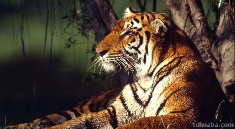 工笔虎的基本画法及临摹线描手稿