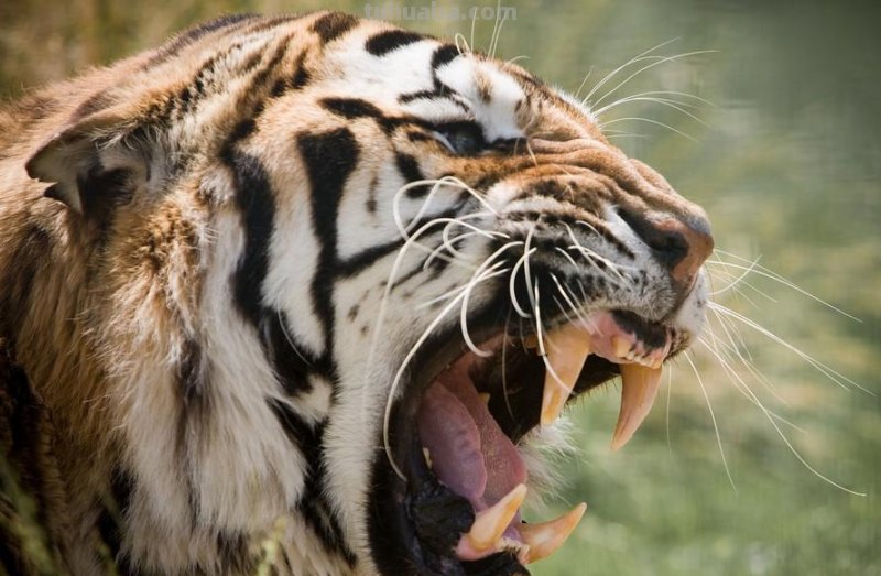 工笔虎的基本画法及临摹线描手稿