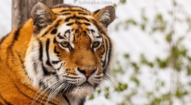 工笔虎的基本画法及临摹线描手稿