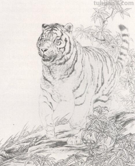 工笔虎的基本画法及临摹线描手稿