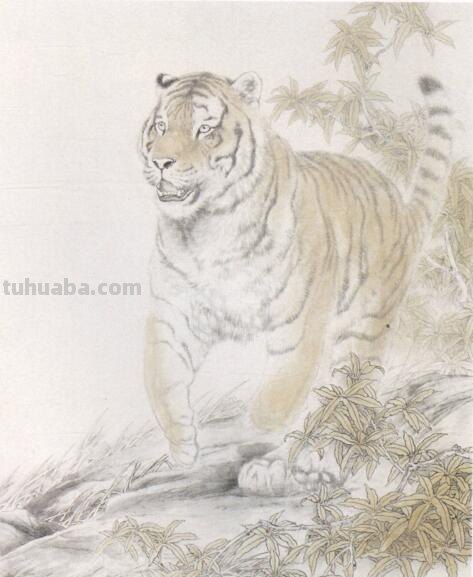 工笔虎的基本画法及临摹线描手稿