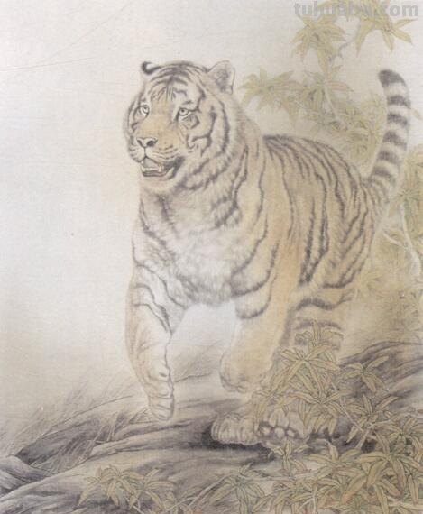 工笔虎的基本画法及临摹线描手稿