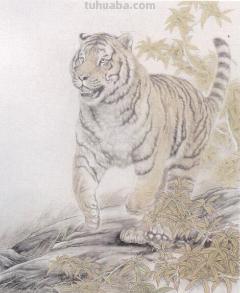 工笔虎的基本画法及临摹线描手稿
