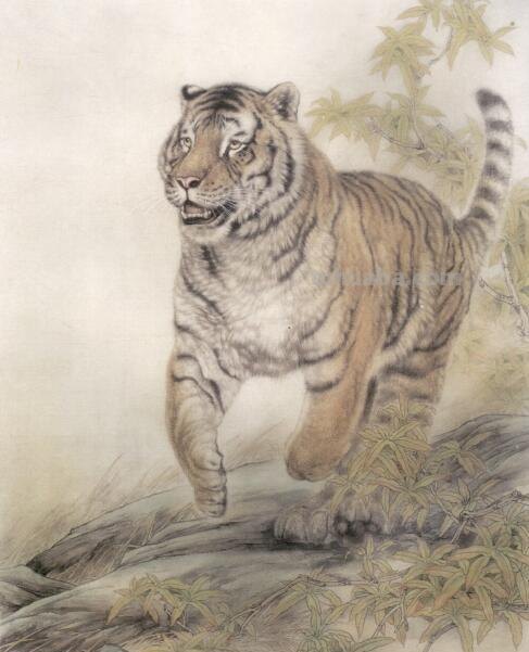 工笔虎的基本画法及临摹线描手稿