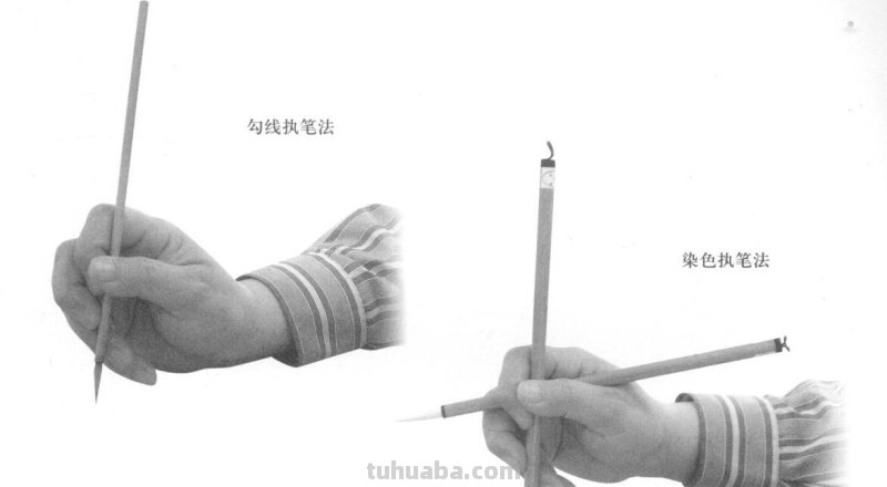 工笔虎的基本画法及临摹线描手稿