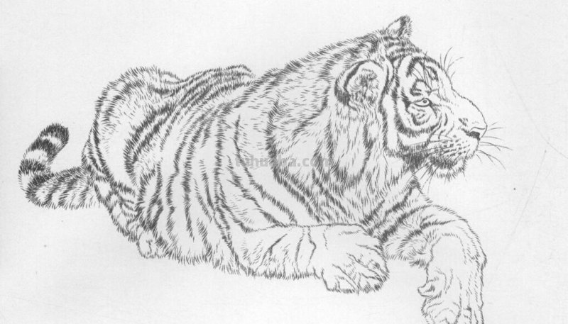 工笔虎的基本画法及临摹线描手稿