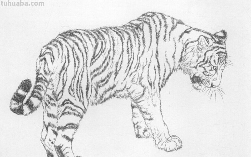 工笔虎的基本画法及临摹线描手稿
