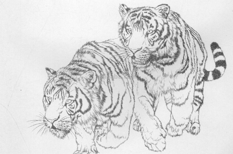 工笔虎的基本画法及临摹线描手稿