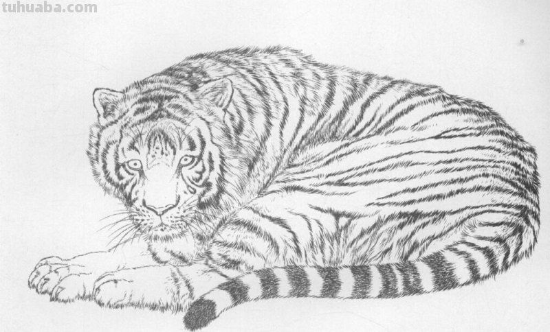 工笔虎的基本画法及临摹线描手稿