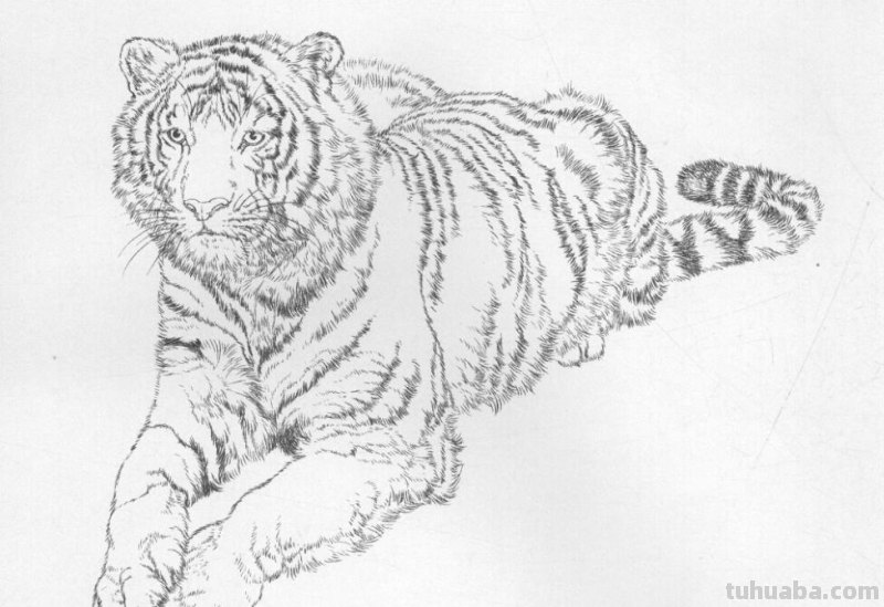 工笔虎的基本画法及临摹线描手稿