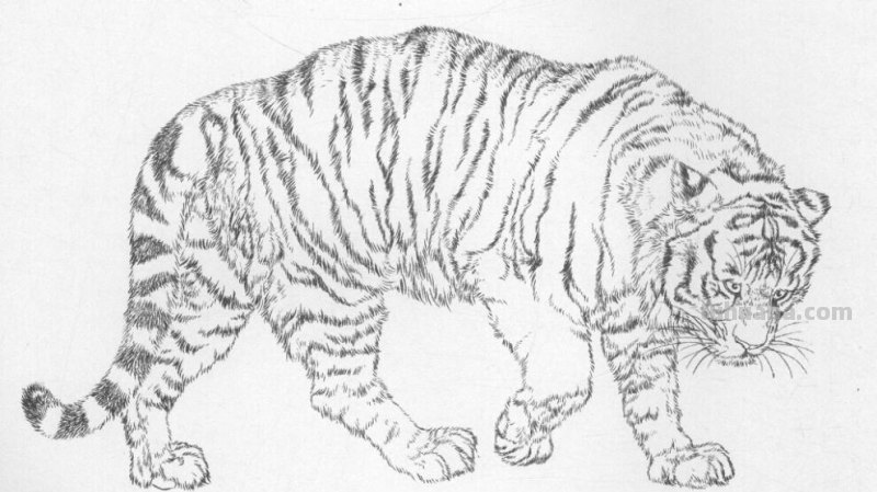 工笔虎的基本画法及临摹线描手稿