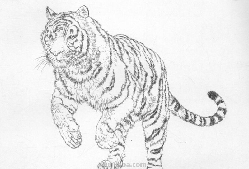 工笔虎的基本画法及临摹线描手稿