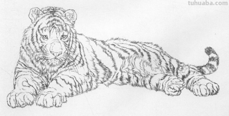 工笔虎的基本画法及临摹线描手稿