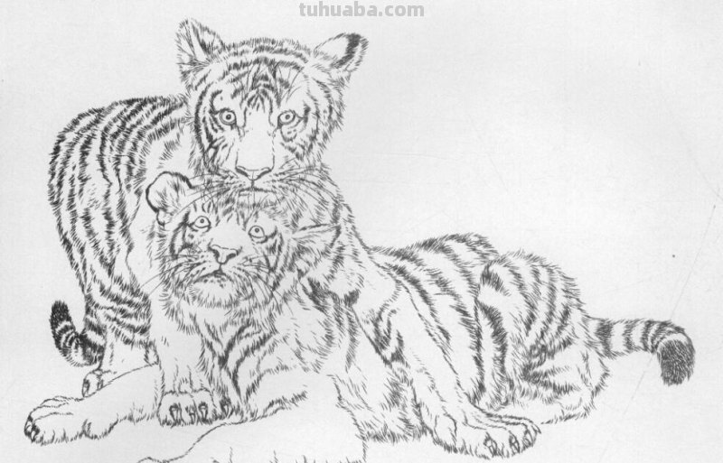 工笔虎的基本画法及临摹线描手稿