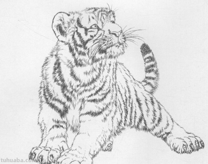 工笔虎的基本画法及临摹线描手稿