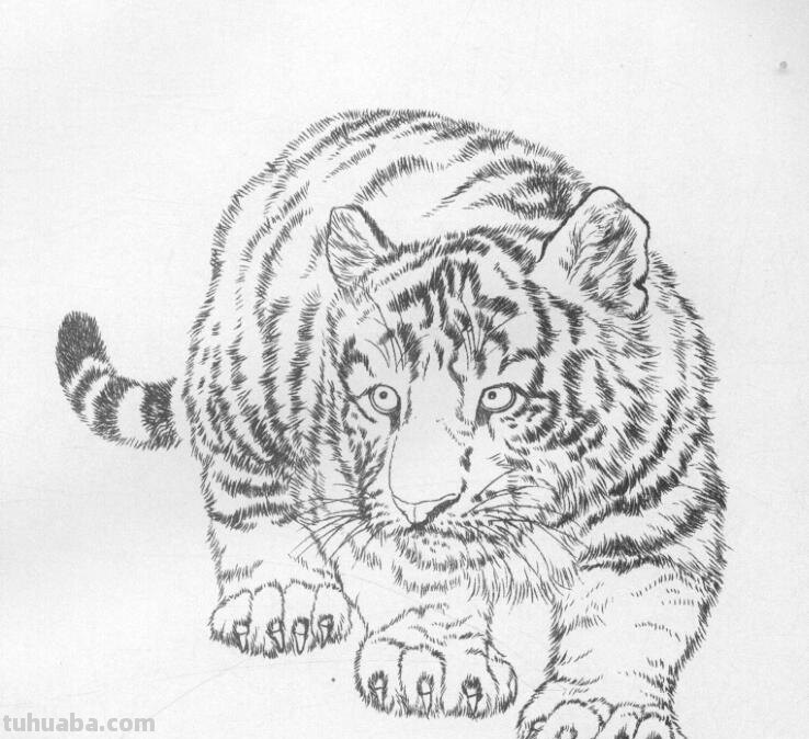 工笔虎的基本画法及临摹线描手稿