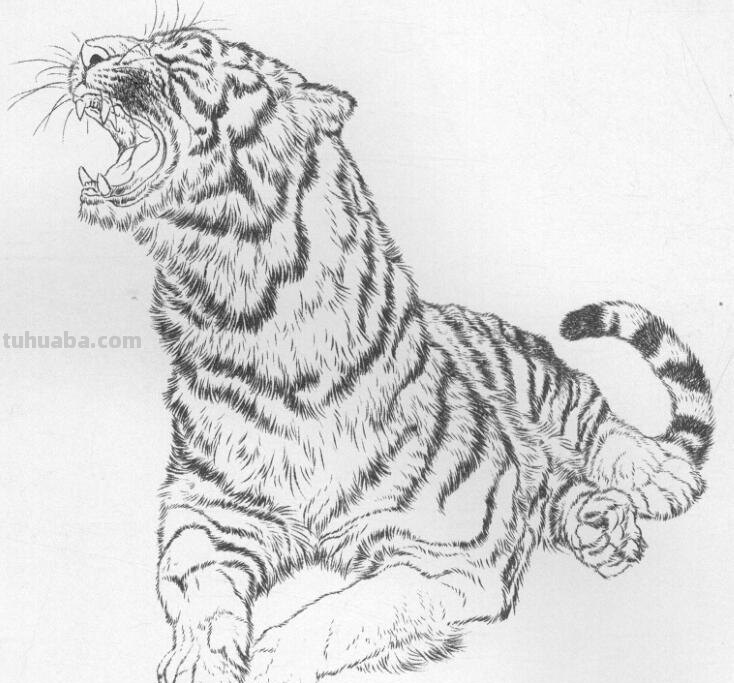 工笔虎的基本画法及临摹线描手稿