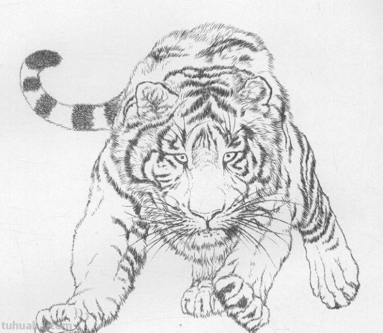 工笔虎的基本画法及临摹线描手稿