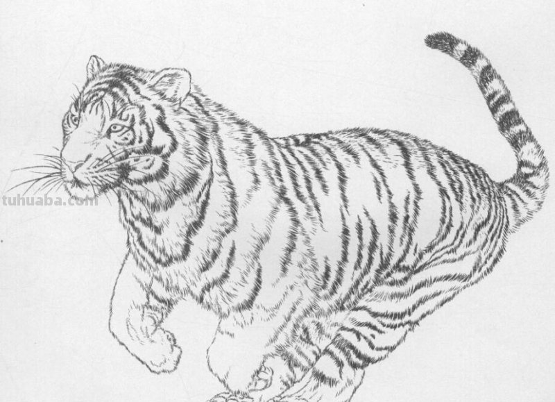 工笔虎的基本画法及临摹线描手稿
