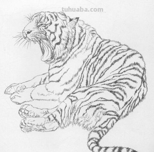 工笔虎的基本画法及临摹线描手稿