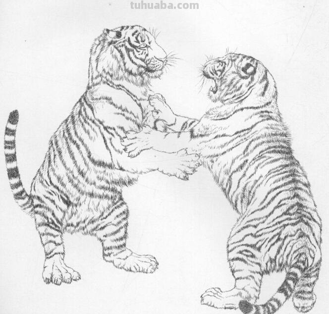工笔虎的基本画法及临摹线描手稿