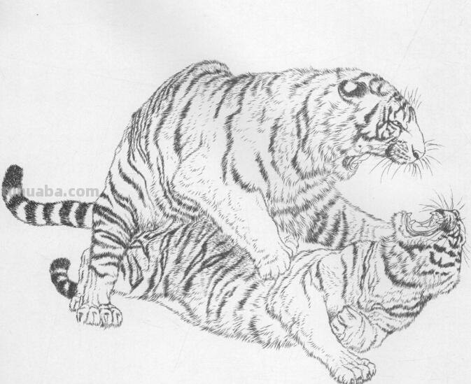 工笔虎的基本画法及临摹线描手稿