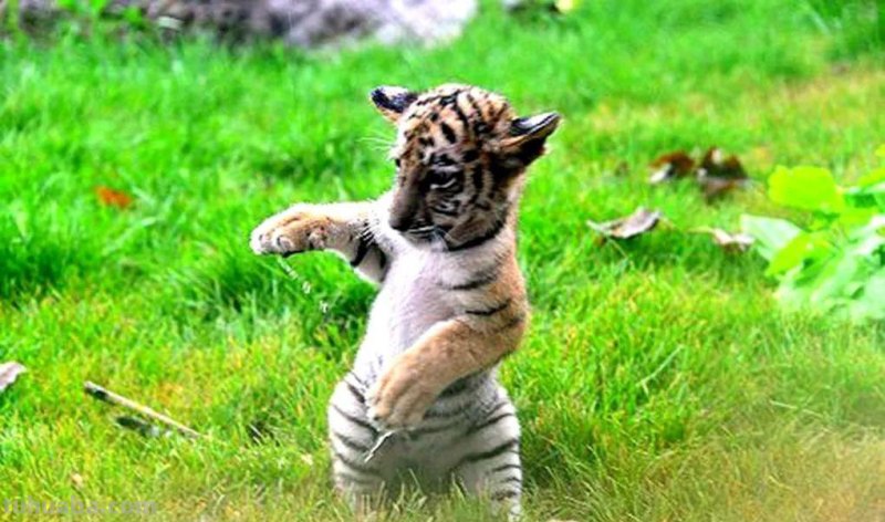 儿童简笔画教程：老虎，简单的绘画步骤