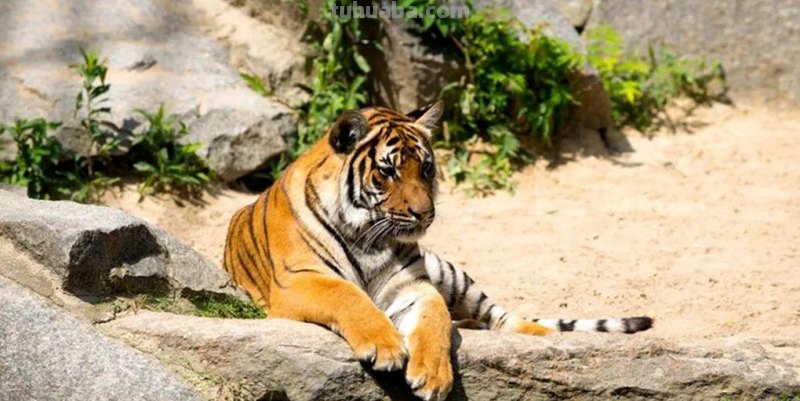 儿童简笔画教程：老虎，简单的绘画步骤