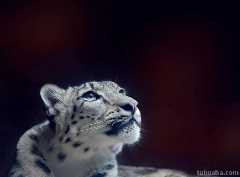 绘画教程丨少儿美术《雪豹》 绘画教程丨少儿美术《雪豹》