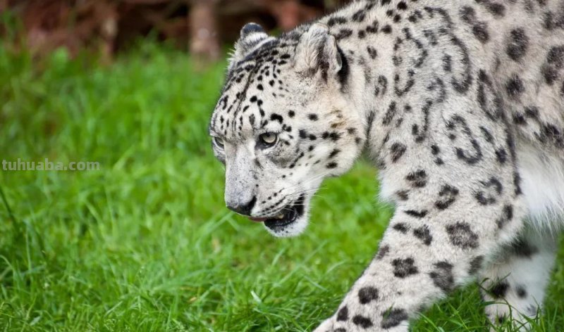 绘画教程丨少儿美术《雪豹》 绘画教程丨少儿美术《雪豹》