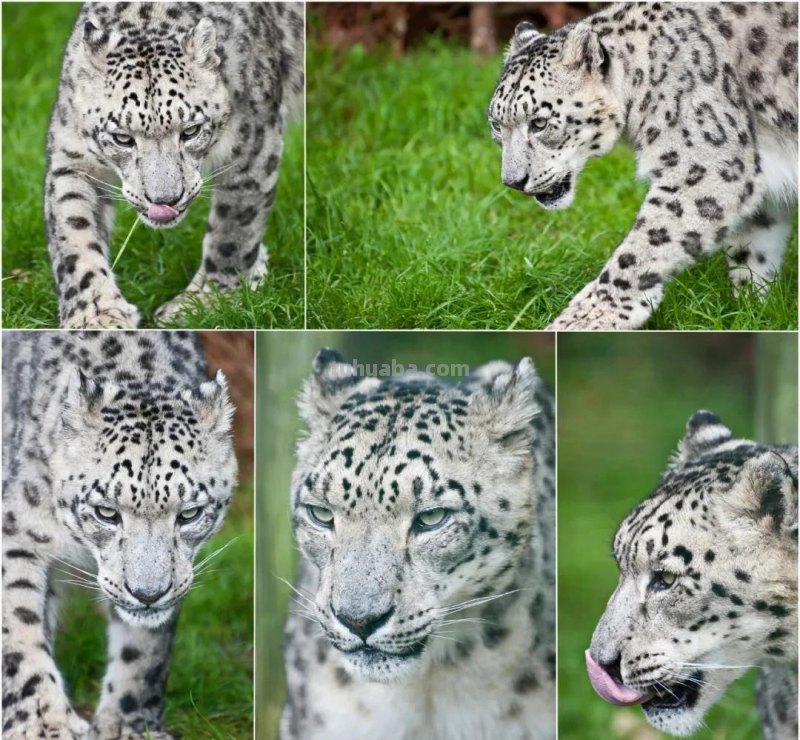 绘画教程丨少儿美术《雪豹》 绘画教程丨少儿美术《雪豹》