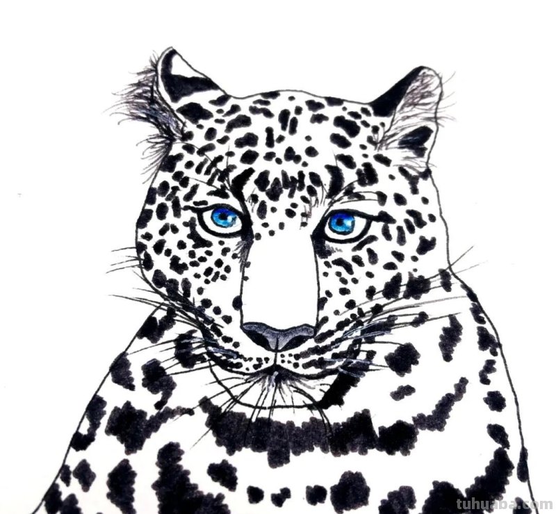绘画教程丨少儿美术《雪豹》 绘画教程丨少儿美术《雪豹》
