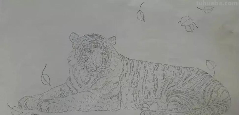 工笔虎《秋思》示范步骤