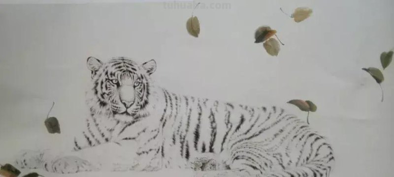 工笔虎《秋思》示范步骤
