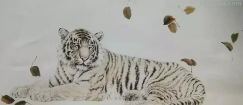 工笔虎《秋思》示范步骤