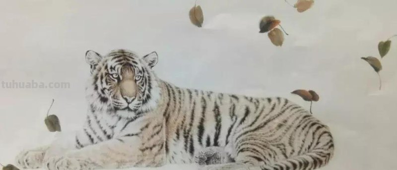 工笔虎《秋思》示范步骤