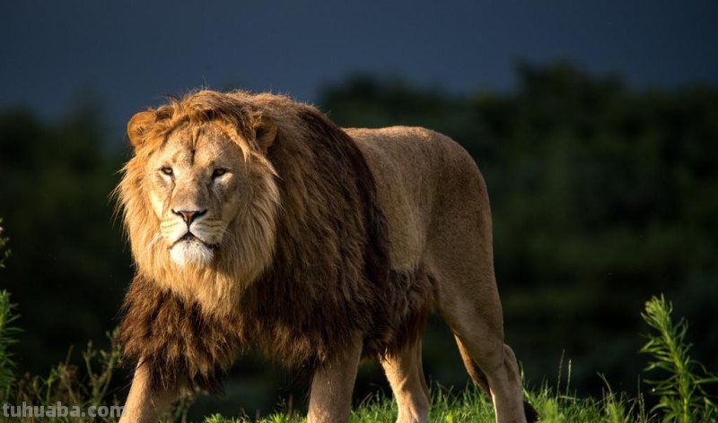 儿童简笔画精选-狮子(Lion )的简笔画步骤 儿童简笔画精选-狮子(Lion )的简笔画步骤