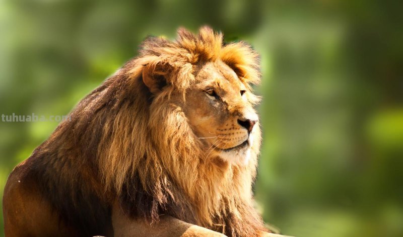 儿童简笔画精选-狮子(Lion )的简笔画步骤 儿童简笔画精选-狮子(Lion )的简笔画步骤